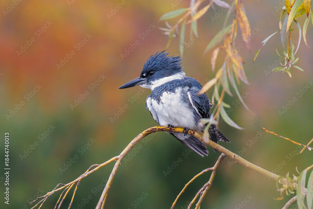 Obraz premium Belted Kingfisher bird