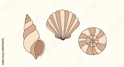 A collection of three beautifully illustrated seashells in a minimalist line art style with delicate beige and brown color tones.