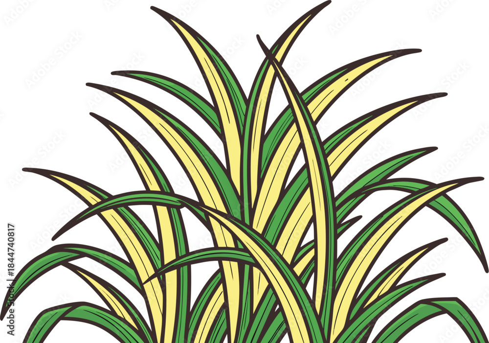 Fototapeta premium Realistic Sugarcane Crop Illustration. Sugarcane Plant Illustration in Natural Style. Detailed Sugarcane Crop Artwork. Fresh Sugarcane Field Illustration. Natural Agricultural Sugarcane Plant Design