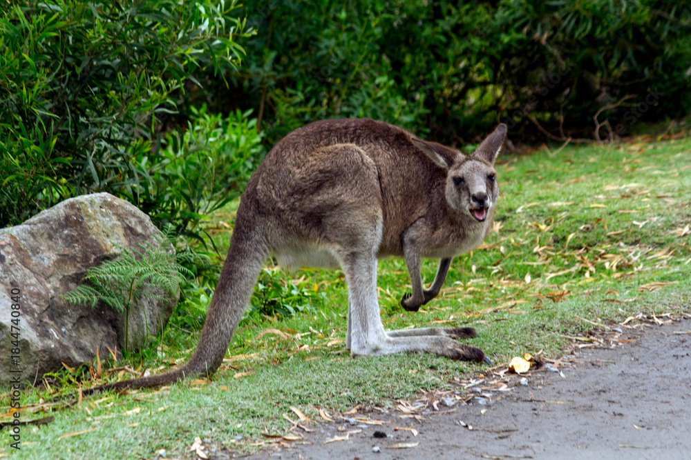 Obraz premium Eastern Grey Kangaroo (Macropus giganteus)