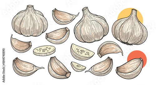 A vintage-style collection of hand-drawn garlic including whole bulbs separated cloves and slices in a detailed engraving illustration.