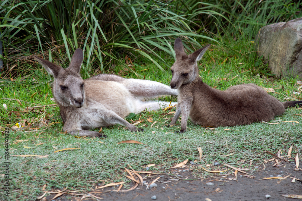 Fototapeta premium Eastern Grey Kangaroos resting