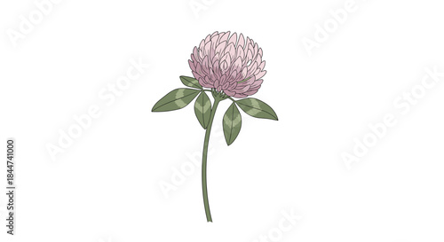 A detailed and delicate illustration of a single pink clover flower with its characteristic trifoliate leaves on a thin green stem.