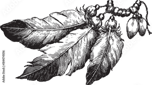 Detailed botanical illustration of feathers in black and white. Vintage design with fine textures in an ornamental set vector.