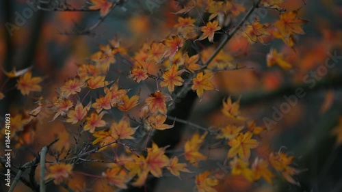Blurred, soft focus close-up of natural orange and yellow maple tree leaves on a branch, perfect template for peaceful, mindful, eco, and herbal themes, banner, or wallpaper.