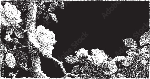 Botanical illustration of roses. Detailed line drawing in black and white, featuring floral elements as a vector set.