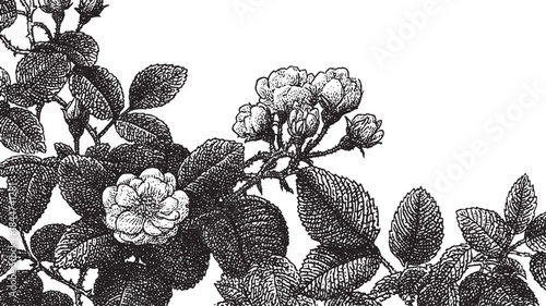 Rose flower bloom on a branch with leaves. Detailed black and white vector illustration featuring a botanical design.