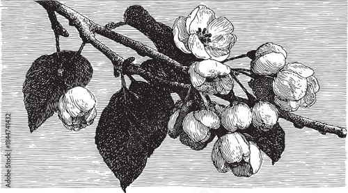 Illustration of a flowering branch in black and white engraving. Detailed botanical vector set featuring leaves and blooms in natural design.