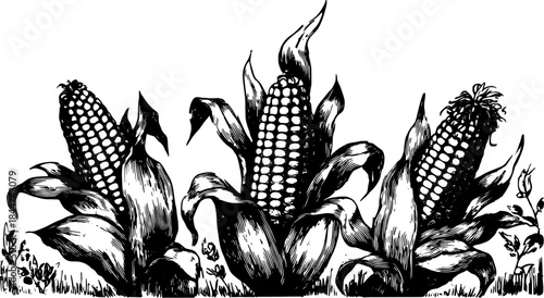 Corn illustration in black and white. Detailed vector graphic featuring leaves and husks set in a botanical style.