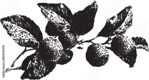 Detailed vector illustration of leaves and berries in black and white. This artwork showcases natural flora with a classic artistic style set against a monochrome background.