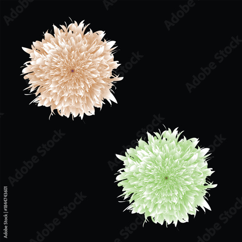 A digital illustration featuring two spiky flowers in light green and beige against a dark backdrop