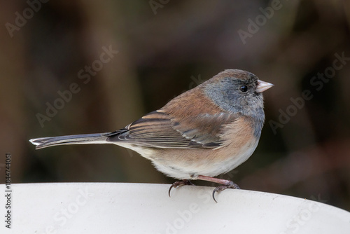 Dark-eyed junco