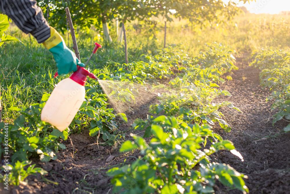 Fototapeta premium A gardener sprays plants in a garden with a hand-held garden sprayer, dispersing the spray into the air.