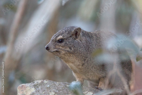 Rock Hyrax (Procavia capensis). Taken in Blyde River Canyon Nature Reserve, South Africa.