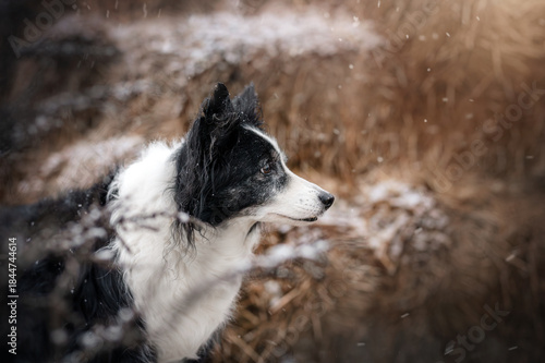 senior border collie dog beautiful snowy portrait of pet, winter walk on farm