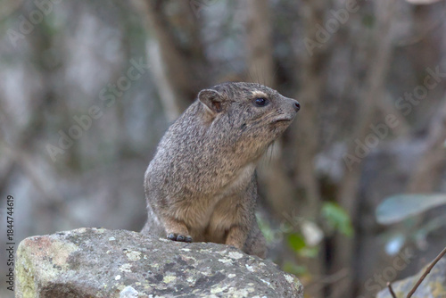 Rock Hyrax (Procavia capensis). Taken in Blyde River Canyon Nature Reserve, South Africa.