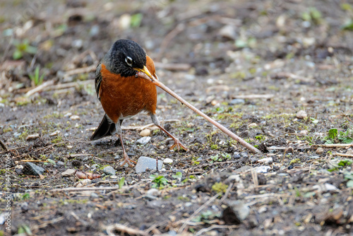 American robin bird