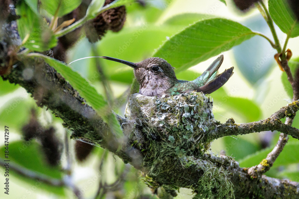 Fototapeta premium Anna's hummingbird nest