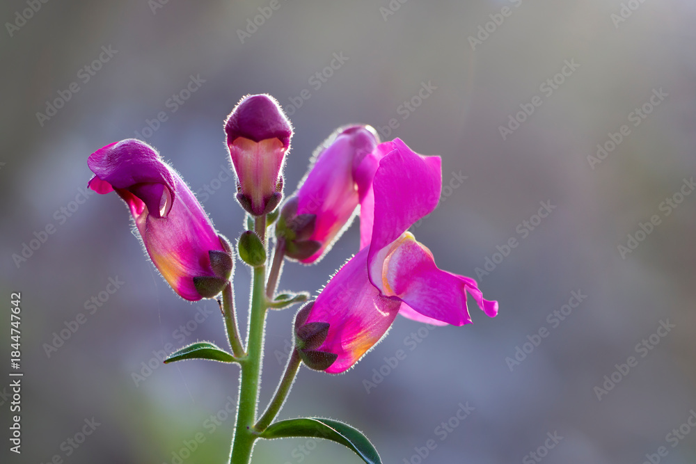 Obraz premium Garden snapdragon flower isolated in nature background. Purple flowers in bloom. Copy space. Antirrhinum majus