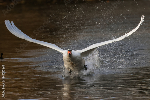 Photos Mute Swan Taking Off From A Lake - 241C9722