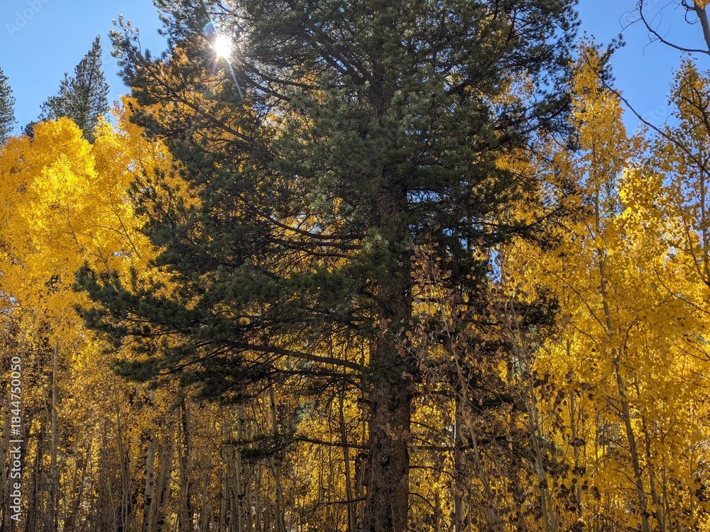 Fototapeta premium autumn in the forest