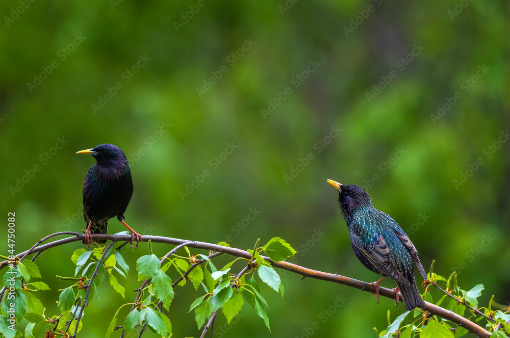 Obraz premium two starlings sitting on tree branches in spring park