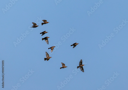 a flock of starlings flying high against the blue sky in a summer garden