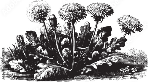 Dandelion flower illustration in black and white. Vintage botanical vector illustration with detailed leaves and roots in a classic set.