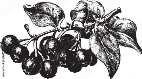 Bramble branch with blackberries and leaves. Detailed black and white vector illustration of botanical elements in a vintage style.