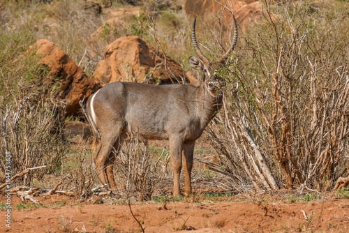 A waterbuck in the wild at the Savannah Grasslands of Tsavo West National Park in Kenya 
