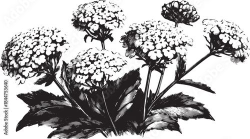 Flower botanical illustration in black and white. Detailed vintage drawing showcasing a traditional floral design in vector format.