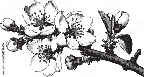 Flower blossom on branch sketch in black and white. Detailed botanical vector illustration with classic style and elegant design set.