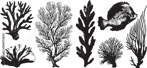Coral and fish set in black and white vector illustration highlighting nature and marine biodiversity with detailed aquatic ecosystem graphics.