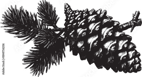 Illustration of a pine cone and branch in vintage style. Detailed black and white vector artwork showcasing natural elements in a botanical set.