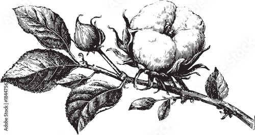 Cotton flower illustration in vintage black and white style. Detailed botanical vector drawing featuring leaves and blooms in a set.