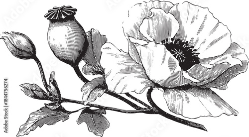 Vintage poppy illustration in black and white. This detailed botanical vector drawing showcases natural beauty with a delicate and elegant design in a linear style.