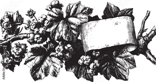 Botanical illustration of a vine with grapes and leaves. Black and white vector illustration suitable for card or label design.