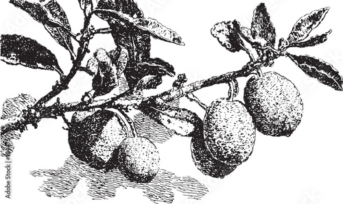 Lemon fruit illustrated on a branch with leaves. Detailed botanical vector illustration showcasing the fruit and its natural elements.