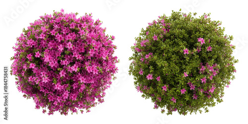 view of pink azalea bush, lush green leaves and delicate petals isolated on white or transparent background 