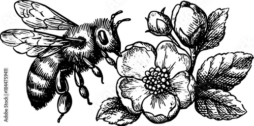 Bee on a flower in a vintage style. This black and white vector illustration captures the beauty of nature in a detailed set.