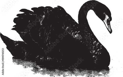 Black swan vector illustration with elegant details. Vintage artwork showcasing a serene bird on the water, ideal for design projects.