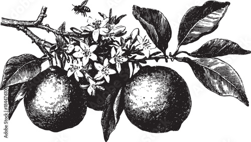 Citrus flower blossoms and bees on a lemon branch. Vintage botanical vector illustration showcasing detailed floral design.