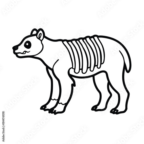 bear skeleton