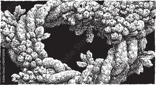 Botanical illustration of a corolla plant with intricate detail in black and white. This artwork showcases natural clusters and leaves in a vector style.