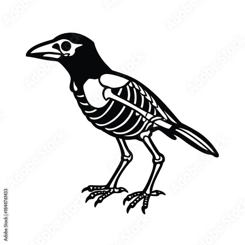 crow skeleton