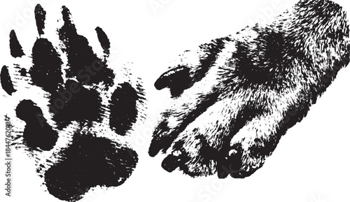 Animal paw print in black and white. Abstract vector illustration with detailed texture and design showcasing natural outlines.