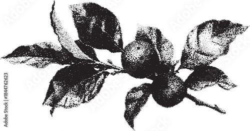 Apple branch with leaves and fruit in black and white. Detailed vector illustration suitable for a botanical design set.