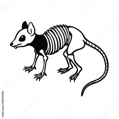mouse skeleton
