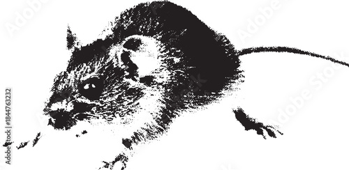 Mouse portrait in black and white. Detailed vector illustration showcasing essential features and texture of this curious mammal.