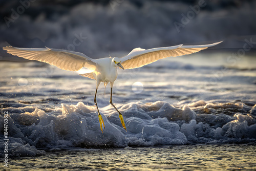 Snowy Egret feeding in the ocean surf at sunrise